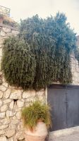 Capri - Rosmarin-Hecke.jpeg &ndash; &copy; Kerstin Engelhardt (Eberhardt TRAVEL)