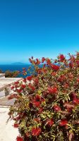 Capri - Flaschenputzerbäume.jpeg &ndash; &copy; Kerstin Engelhardt (Eberhardt TRAVEL)
