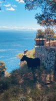 Capri - hier begegnen wir erstmals den wilden Ziegen.jpeg &ndash; &copy; Kerstin Engelhardt (Eberhardt TRAVEL)
