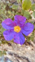 Capri - Blume.jpeg &ndash; &copy; Kerstin Engelhardt (Eberhardt TRAVEL)