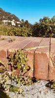 Capri - Eidechse.jpeg &ndash; &copy; Kerstin Engelhardt (Eberhardt TRAVEL)
