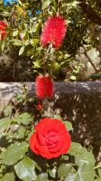 Anacapri - rote Blüten.jpeg &ndash; &copy; Kerstin Engelhardt (Eberhardt TRAVEL)