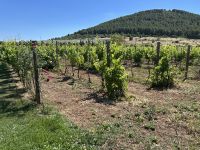 Bio-Weingut Ledà d'Ittiri &ndash; &copy; Patrick Fritzsche-Vorwerg (Eberhardt TRAVEL)