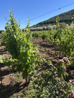 Bio-Weingut Ledà d'Ittiri &ndash; &copy; Patrick Fritzsche-Vorwerg (Eberhardt TRAVEL)