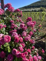 Bio-Weingut Ledà d'Ittiri &ndash; &copy; Patrick Fritzsche-Vorwerg (Eberhardt TRAVEL)