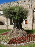 Alter Olivenbaum &ndash; &copy; Mathias Schirmer (Eberhardt TRAVEL)