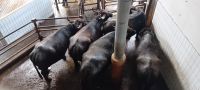 Büffelfarm Vannulo &ndash; &copy; Linda Haas (Eberhardt TRAVEL)