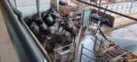 Büffelfarm &ndash; &copy; Linda Haas (Eberhardt TRAVEL)