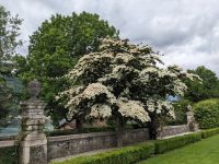 PXL_20260604_092832340.jpg  Japanischer Hartriegel in voller Pracht &ndash; &copy; Gerd Pierschek (Eberhardt TRAVEL)