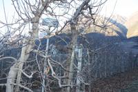 Vinschgauer Obstplantagen