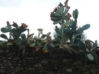 Interessante Kakteen