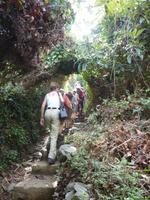 Fast wie im Regenwald