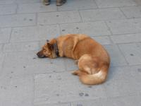 Dem war es auch sehr warm!