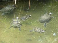 Bewohner des Brunnens