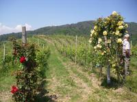 Führung im Weinberg