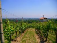 Besichtigung im Weingut Podere al Valloni