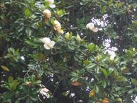 Magnolie in Pavia