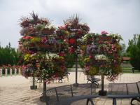 Blumenschmuck in Alba