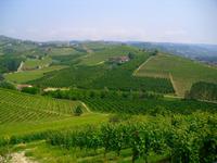Blick in das Hügelland Langhe