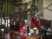 Reisanbau Führung in Desana