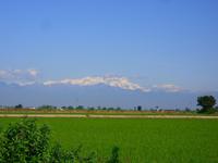Blick vom Reisfeld zum Monte Rosa