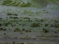 Reis im gefluteten Feld