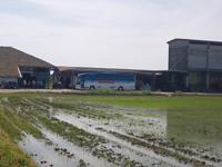 Reisanbau Führung in Desana