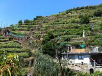 typische Trockenmauern