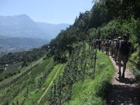 überall Apfel- und Weinhänge