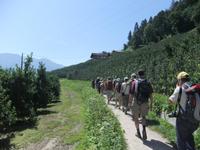 mitten durch die Apfelplantagen