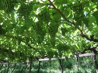 leider noch nicht reif