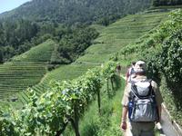 Weinhänge überall, wohin das Auge blickt