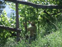 Winzer bei der Arbeit