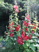 schönste Blumenprachten