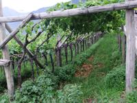 da freut man sich schon auf den Wein