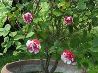 Kamelie in den Vatikanischen Gärten