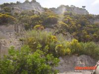 Vegetation auf Lipari