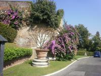 in den Vatikanischen Gärten