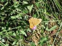 treuer Wegbegleiter/Früchte