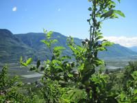 noch sind die Äpfel nicht reif