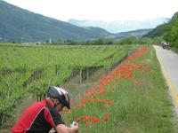 Weinreben so weit das Auge sehen kann
