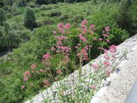 auch kleine Blumen sind schön