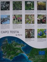 Übersicht über die Pflanzenwelt der Halbinsel Capo Testa