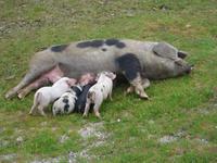 So viele Schweine und Ferkel - hier noch lebendig...