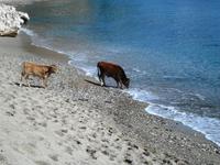 Hier hat sich jemand verirrt