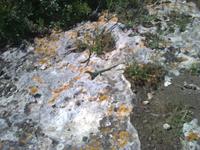 Eidechsen gibt es hier überall