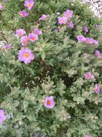 Einblicke in die Flora Sardiniens