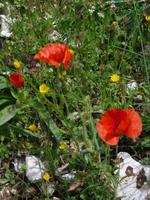 Einblicke in die Flora Sardiniens
