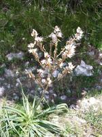 Einblicke in die Flora Sardiniens