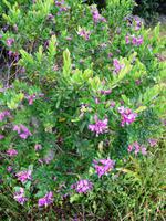 Einblicke in die Flora Sardiniens